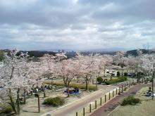 摂津狭の桜